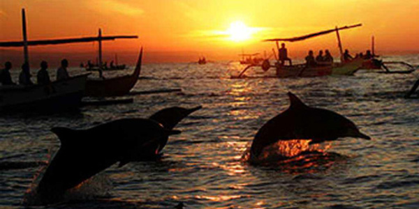 dolphin-watching-tour-in-lovina-bali